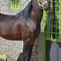اسب نریون درجه یک