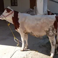 تلیسه گوساله