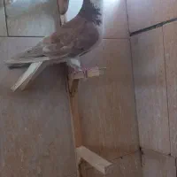 کفتر ساده هفت رنگ دم سفید