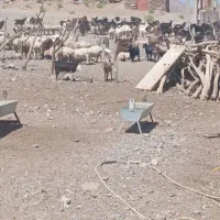گوسفند فروشی