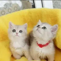 گربه برای واگذاری.فروشنده ن ی ستم