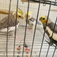 عروس هلندی