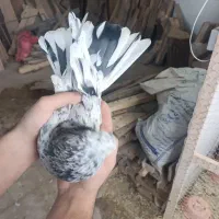 کبوتر سرور