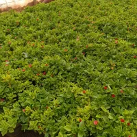 گل ناز|گل و گیاه طبیعی|محلات, |دیوار