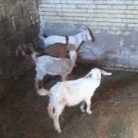 کهره