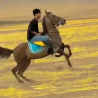 اسب|اسب و تجهیزات اسب‌سواری|الیگودرز, |دیوار