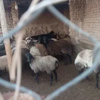 با سلام بره نر