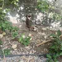 مرغ لاری با جوجه