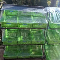 استند میوه 6 و 9 سبده