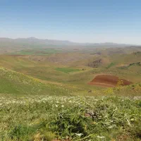 علف شاور گزره