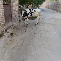 گاو ماده اصل سالم