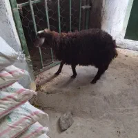بره نر