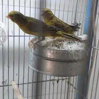 سبز چمنی سو قدیم
