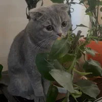گربه اسکاتیش ماده ۱۱ ماهه