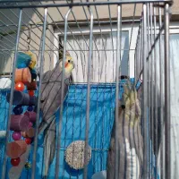 عروس هلندی