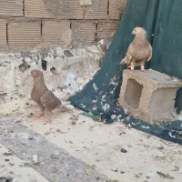 کبوتر اشعل