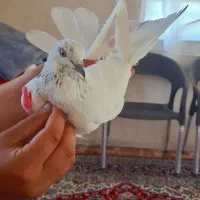 کفتر ساعتی