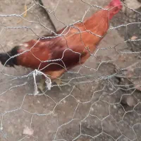 خروس   محلی  سالم  و سرحال