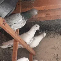 کبوتر گرو|پرنده|رشت, حمیدیان|دیوار