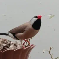 فنچ کراواتی