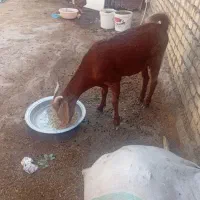 بز ماده سالم سرحال نیدی