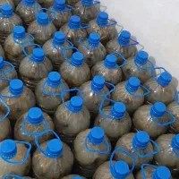 خیارشور