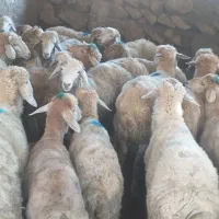 بره نر|حیوانات مزرعه|دره رود, |دیوار