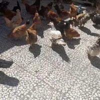 تعدادی مرغ محلی بفروش میرسدوتعدادی جوجه برهماوگلین|حیوانات مزرعه|بندر انزلی, متروپل|دیوار