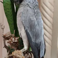 کاسکو.دکوری.پرنده