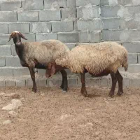 پنچ راس گوسفند داشتی و  پرواری