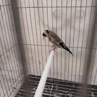 ماده سهره متولد قفس روبه مستی کار داده