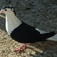 خریدار کبوتر