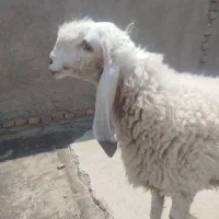 بره ماده مری