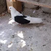 کبوتر