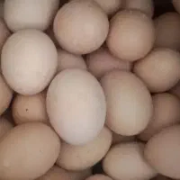 فروش تخم محلی