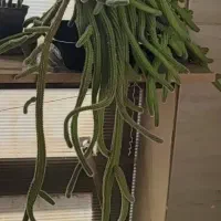 پدیلانتوس. پاندانوس. کاکتوس. سانسوریا. شاخ بزی