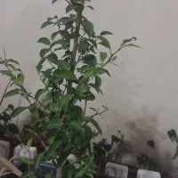 درختچه پرتقال