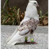 کفتر  سرحال