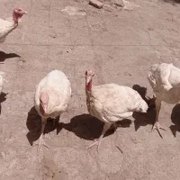 بوقلمون  گوشتی