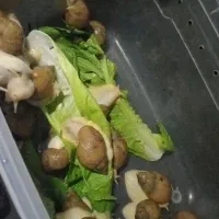 حلزون تک وعمده فروشی