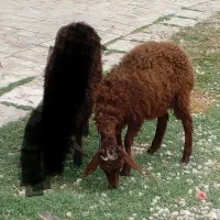 یک گوسفند سفیدبرای کشتاری.ویه بره ماده خوراک خور