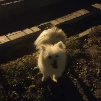 پامرین روباهی