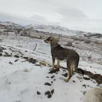 ۱۰ماهه پژدرخالص خاص