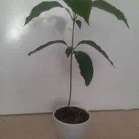 نهال انبه فروشی