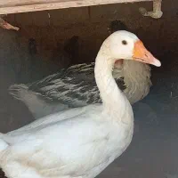 دوتا جوجه غاز 5ماهه سالم سرحال