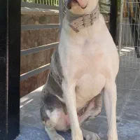 سگ گریت دین ماده ماده معاوضه یا فروش فوری