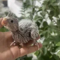 جوجه عروس
