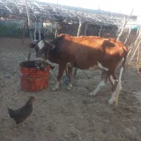 گاو و گوساله