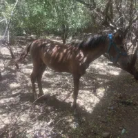 اسب درشور با کره ترکمن