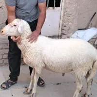 یک راس قوچ ۲.۵ساله هترو لاکن